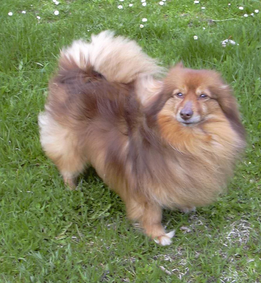 German Spitz — 4