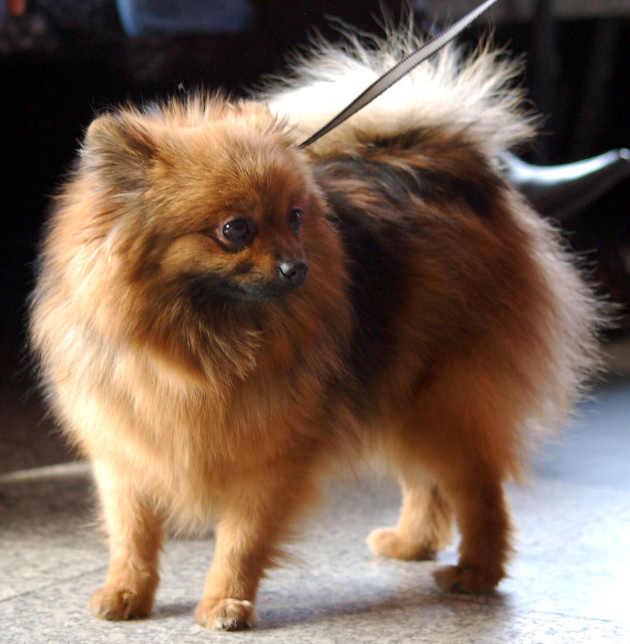 German Spitz — 5