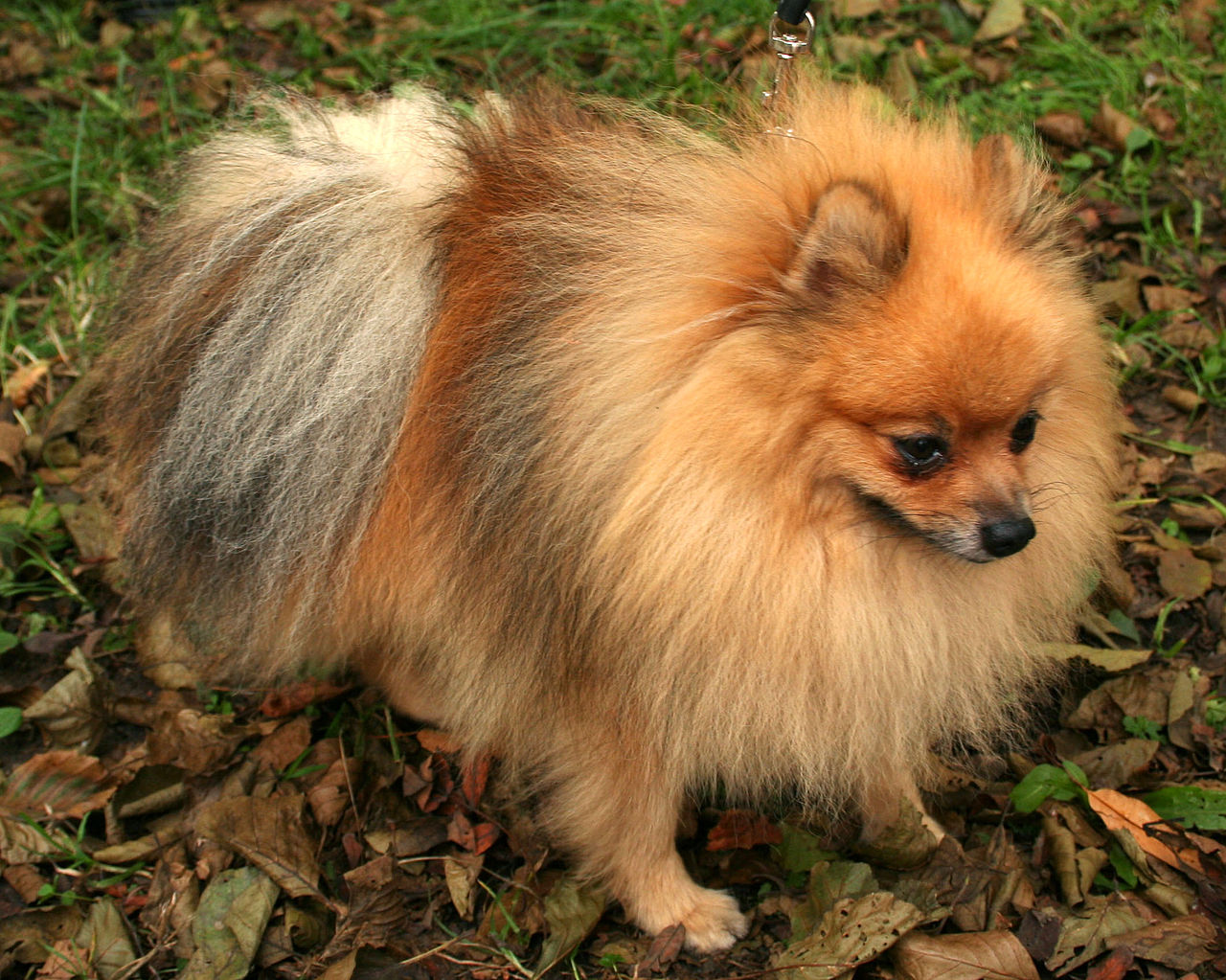 German Spitz — 6