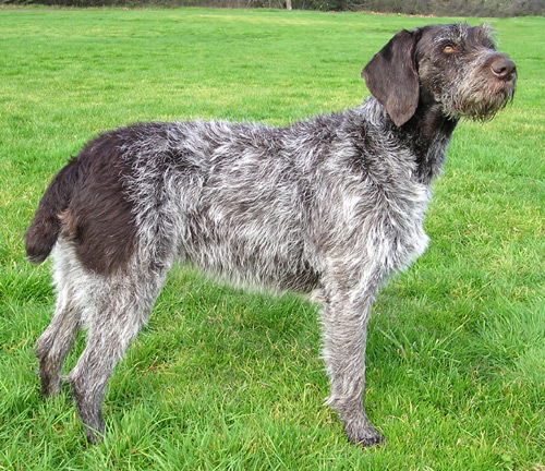 German Wirehaired Pointer — 1