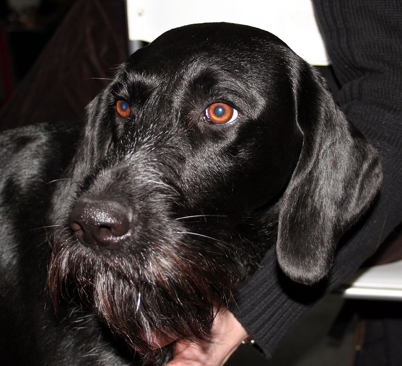 German Wirehaired Pointer — 2