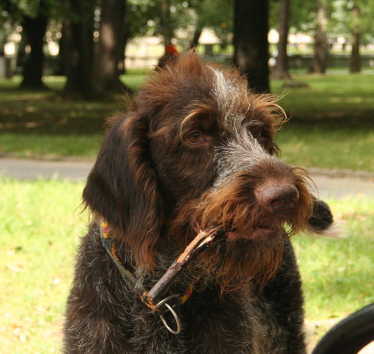 German Wirehaired Pointer — 3