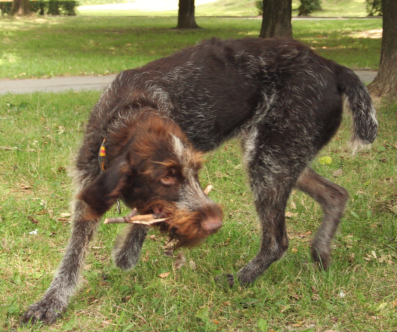 German Wirehaired Pointer — 4