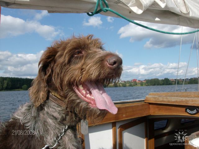 German Wirehaired Pointer — 6