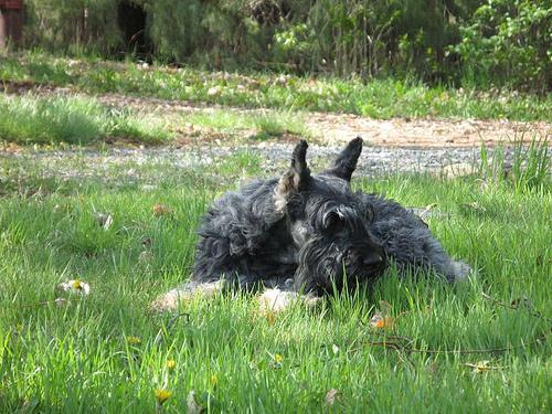 Giant Schnauzer — 1
