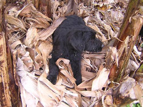 Giant Schnauzer — 2