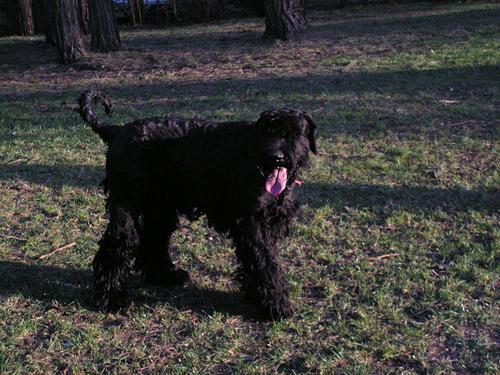 Giant Schnauzer — 3
