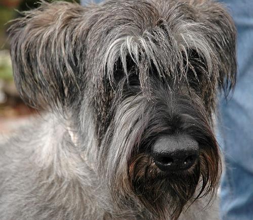 Giant Schnauzer — 4