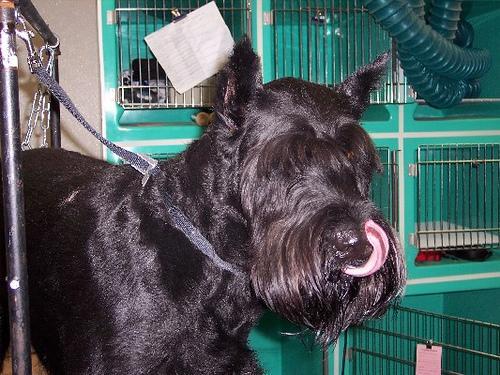 Giant Schnauzer — 5