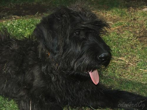 Giant Schnauzer — 6