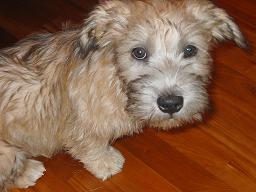 Glen of Imaal Terrier — 1