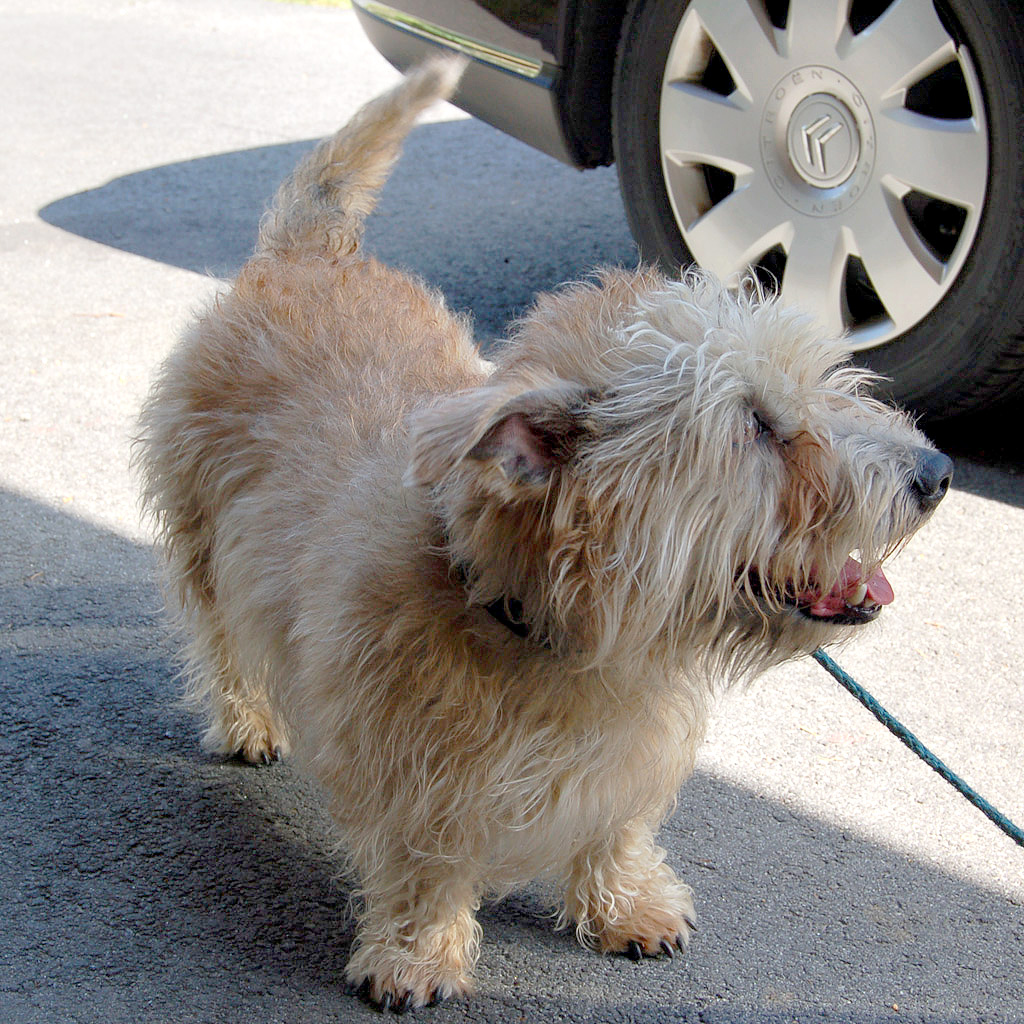 Glen of Imaal Terrier — 2