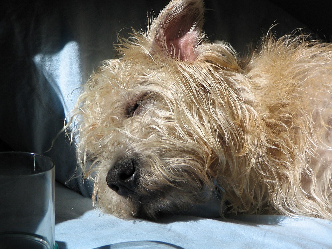 Glen of Imaal Terrier — 3