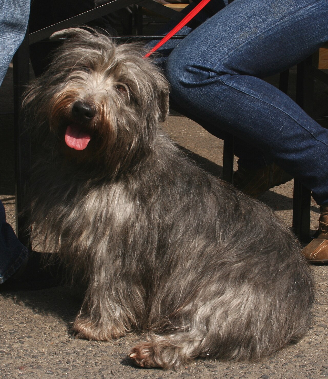 Glen of Imaal Terrier — 4