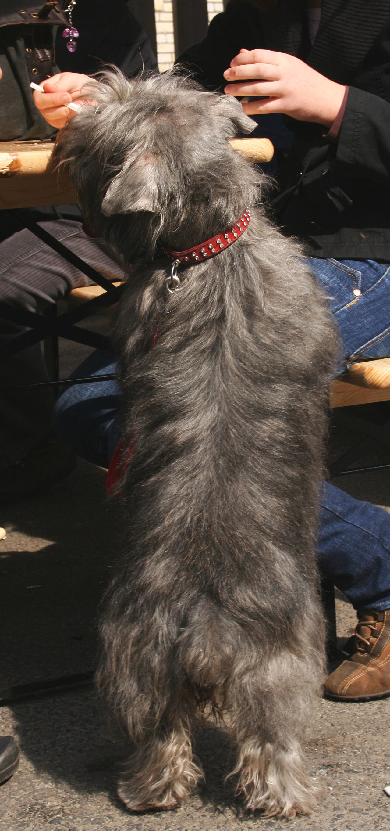Glen of Imaal Terrier — 5