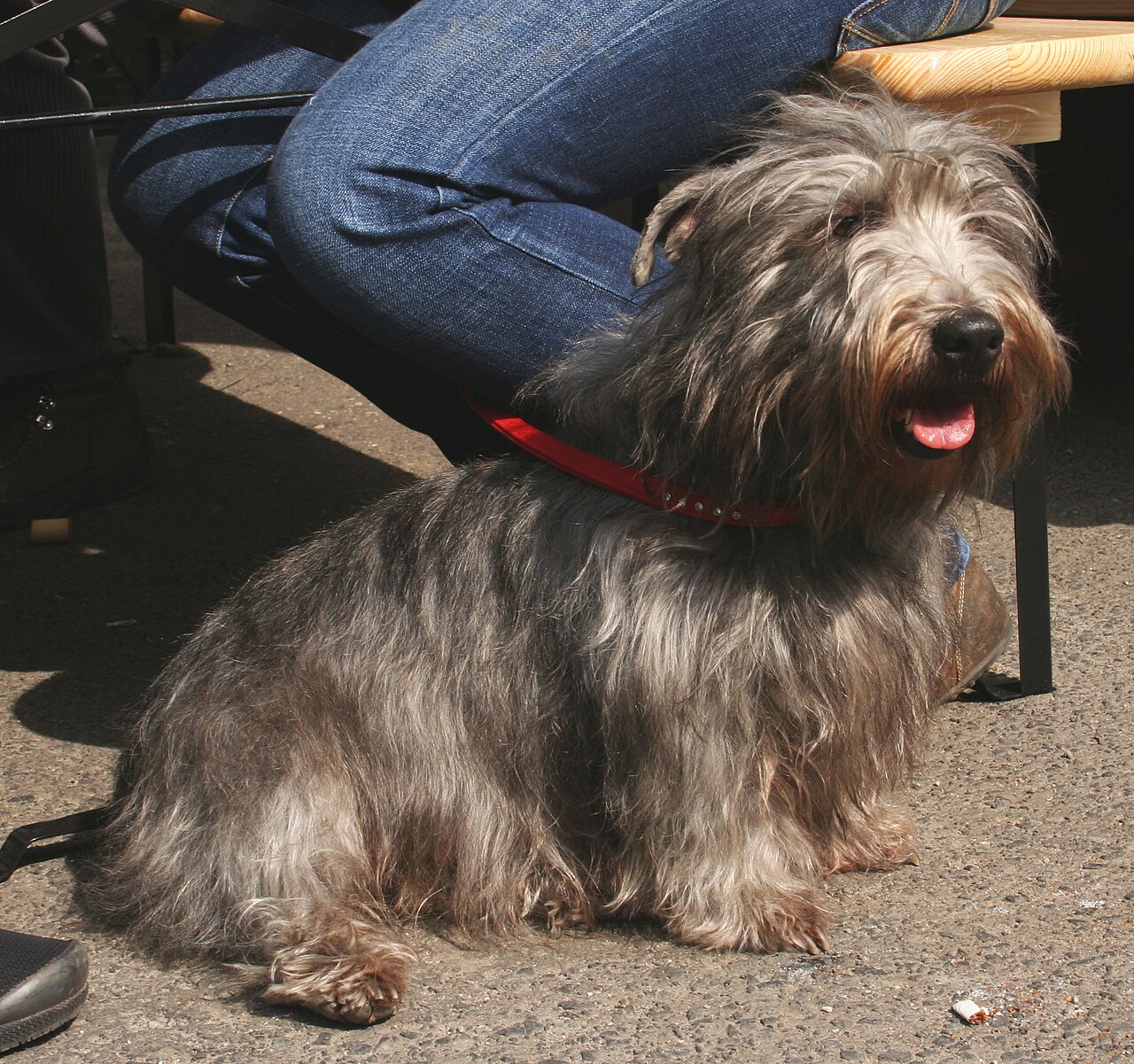 Glen of Imaal Terrier — 6
