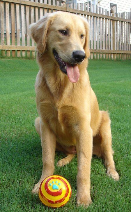Golden Retriever — 1