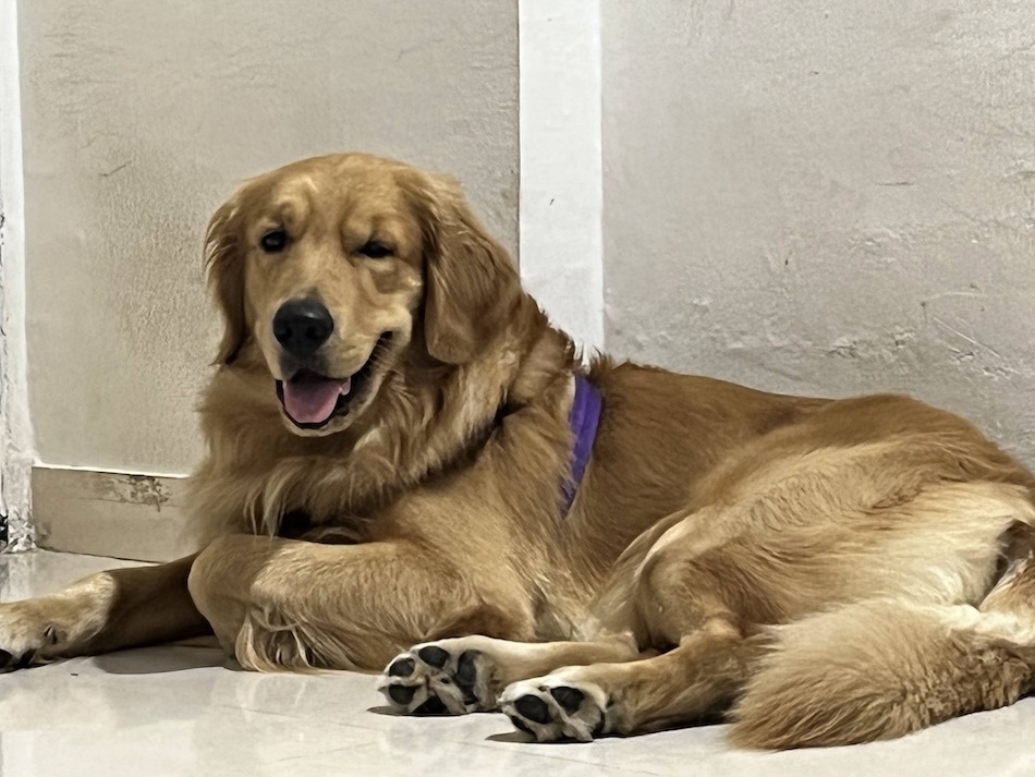 Golden Retriever — 2