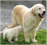 Golden Retriever — 3