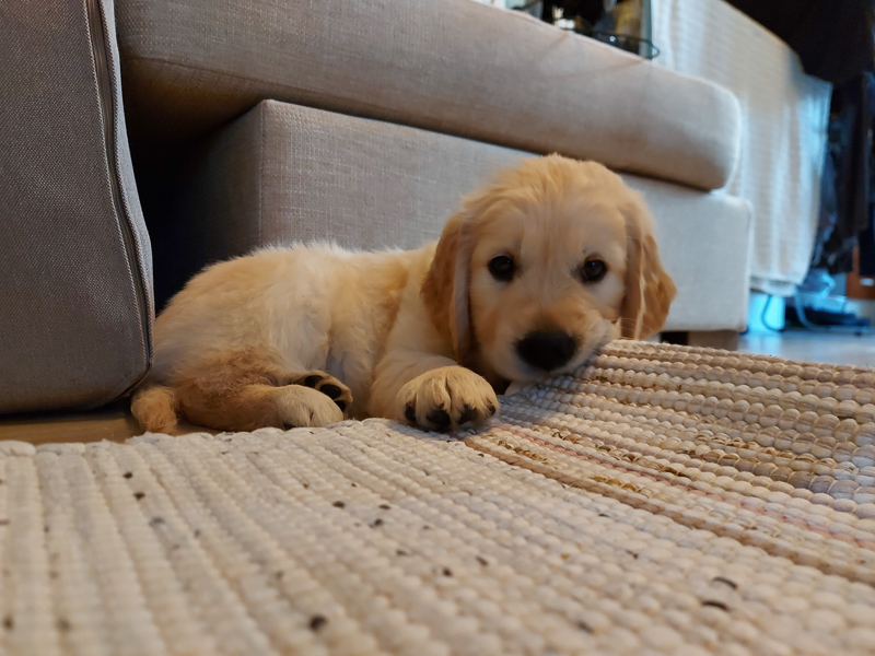 Golden Retriever — 4