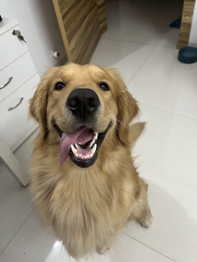 Golden Retriever — 5