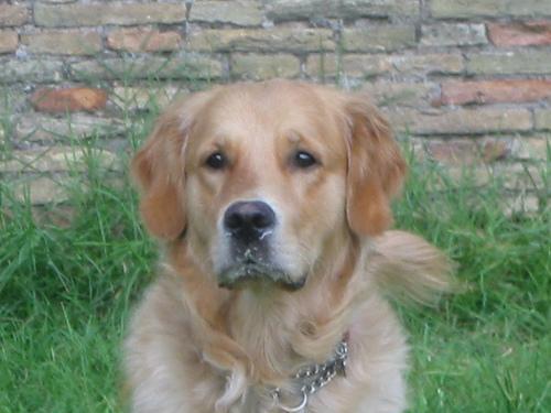 Golden Retriever — 6