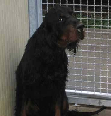 Gordon Setter — 1
