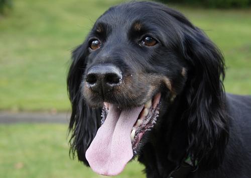 Gordon Setter — 2
