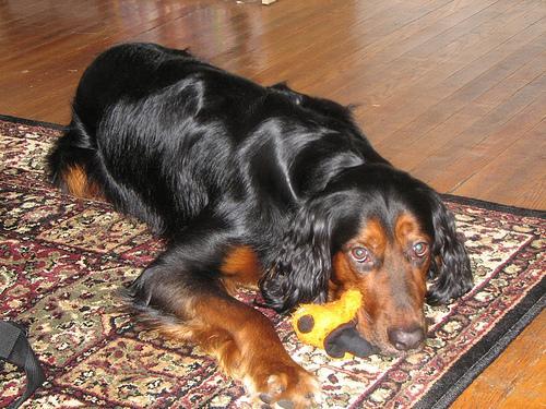 Gordon Setter — 3