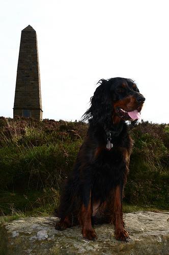 Gordon Setter — 4