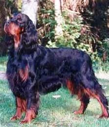 Gordon Setter — 5