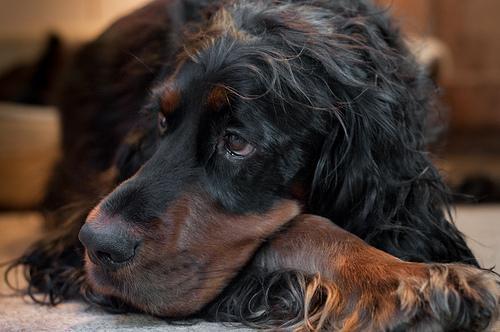 Gordon Setter — 6