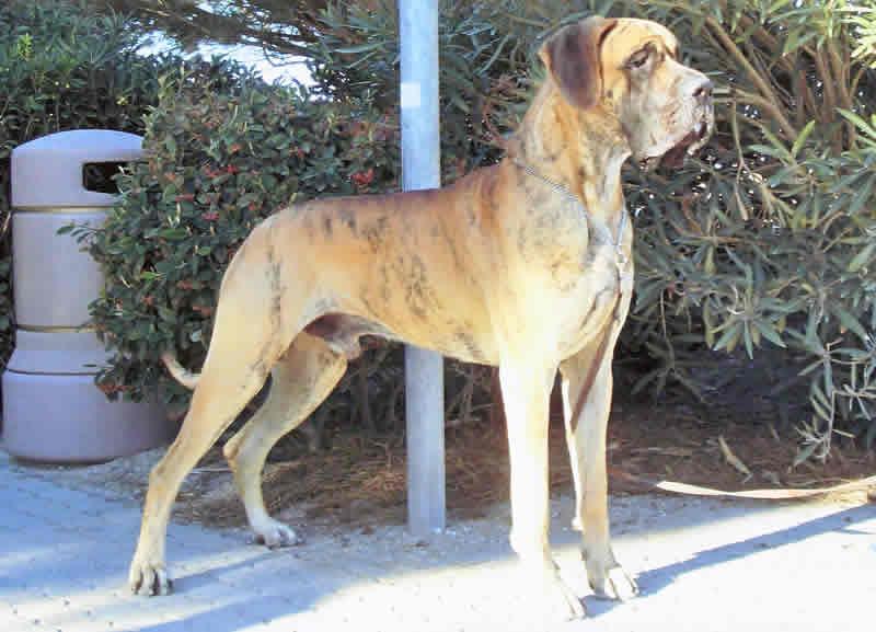 Great Dane — 1