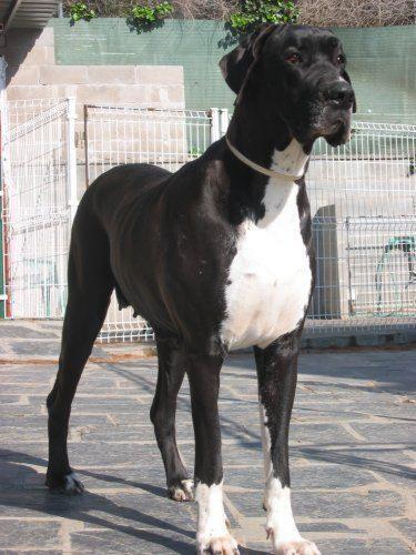 Great Dane — 2