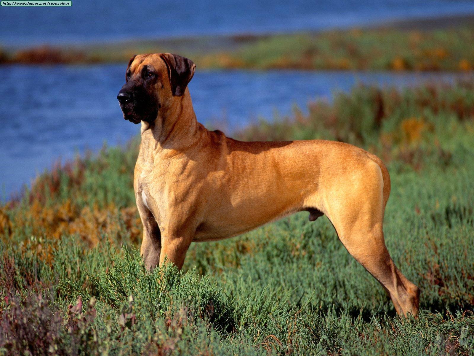 Great Dane — 3