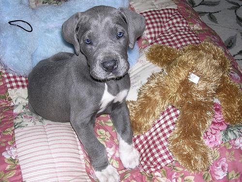 Great Dane — 4