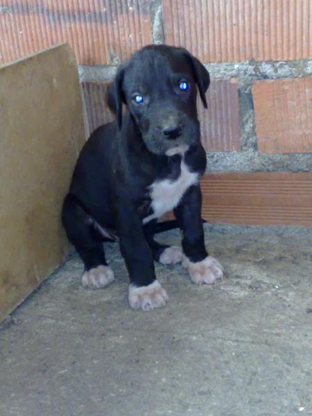 Great Dane — 5