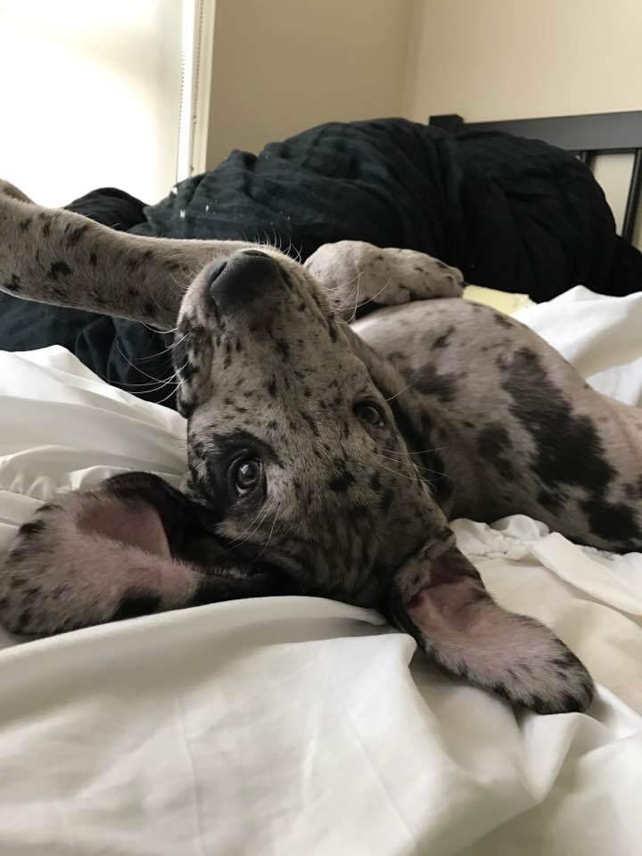 Great Dane — 6