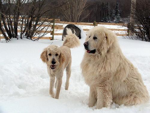 Great Pyrenees — 1
