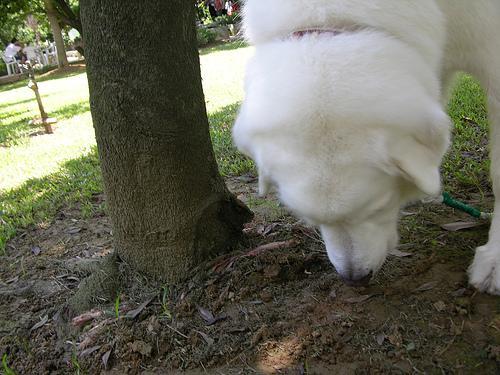 Great Pyrenees — 2