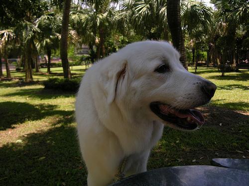 Great Pyrenees — 3