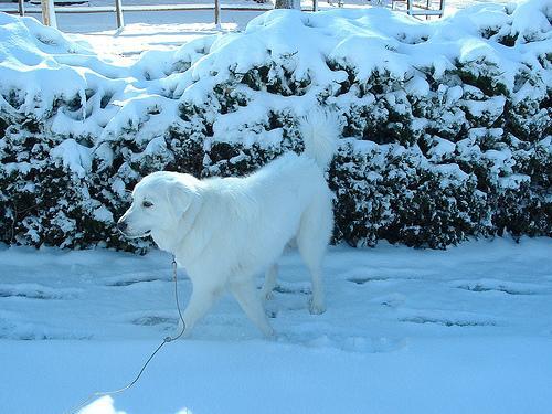 Great Pyrenees — 4