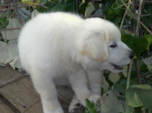 Great Pyrenees — 5