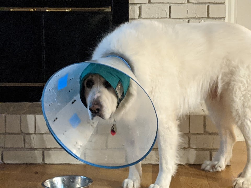 Great Pyrenees — 6
