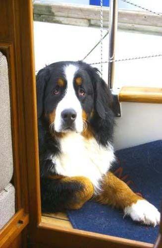 Greater Swiss Mountain Dog — 1