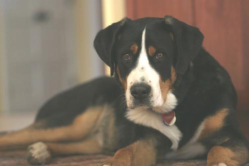 Greater Swiss Mountain Dog — 2