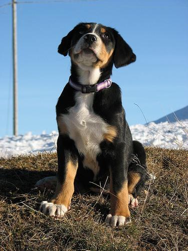 Greater Swiss Mountain Dog — 3