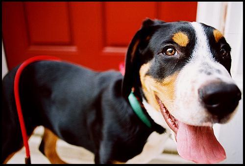 Greater Swiss Mountain Dog — 4