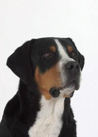 Greater Swiss Mountain Dog — 5