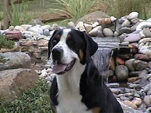 Greater Swiss Mountain Dog — 6
